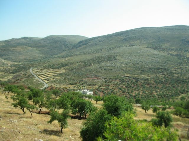 West Bank olive grove
